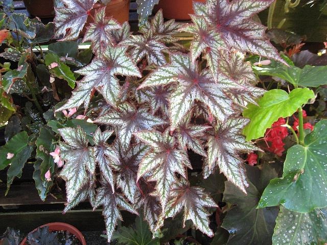 B. ‘Lady Alberti’